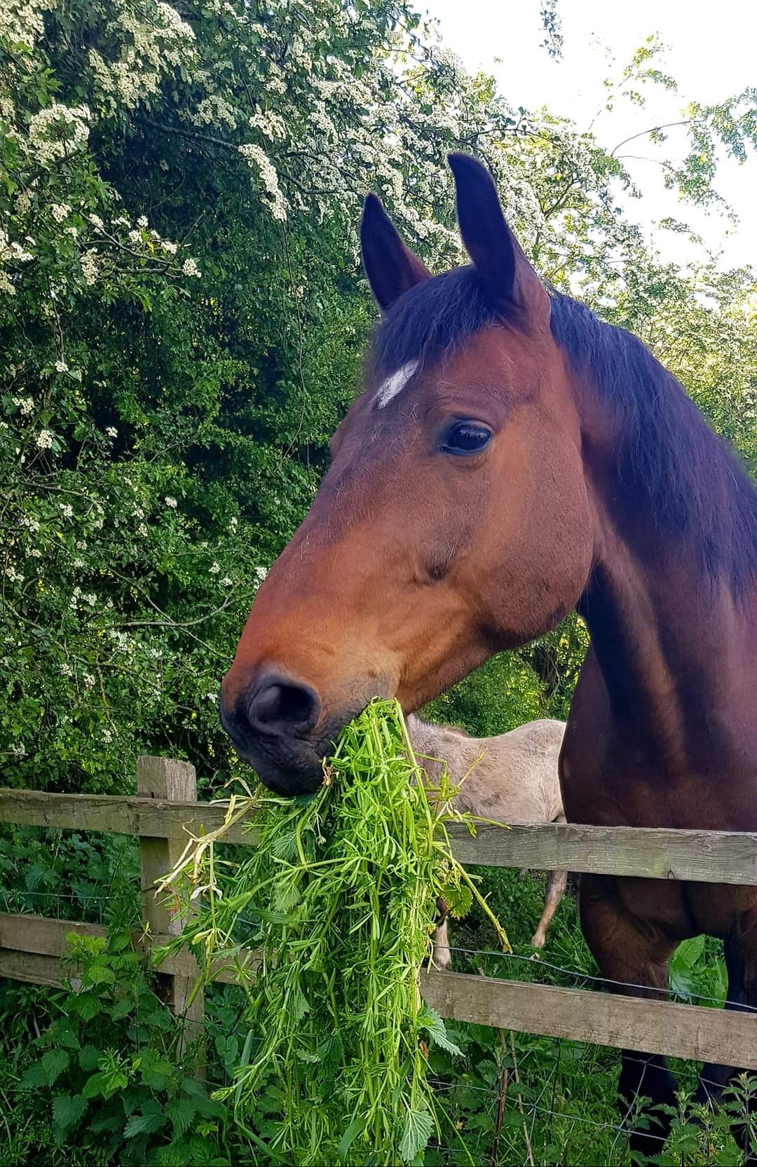 Species Appropriate Horse Feed