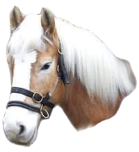Aidan's Hoof Magic Herbal Blend