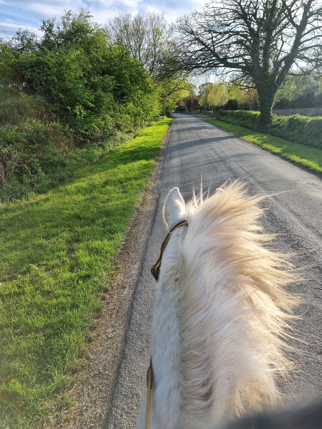 Gastric Ulcers in horses, an overview