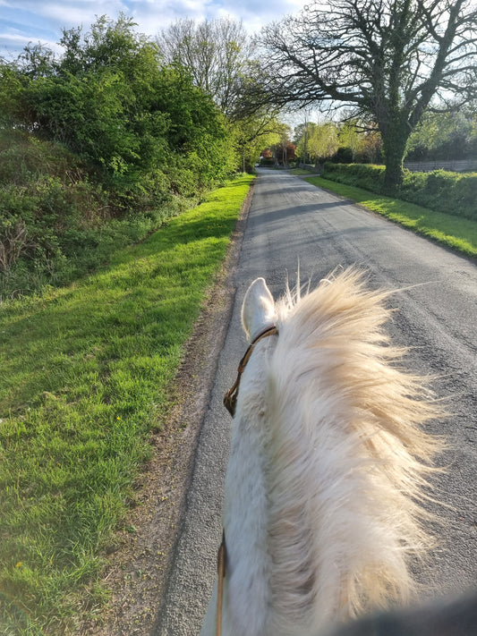 Gastric Ulcers in horses, an overview