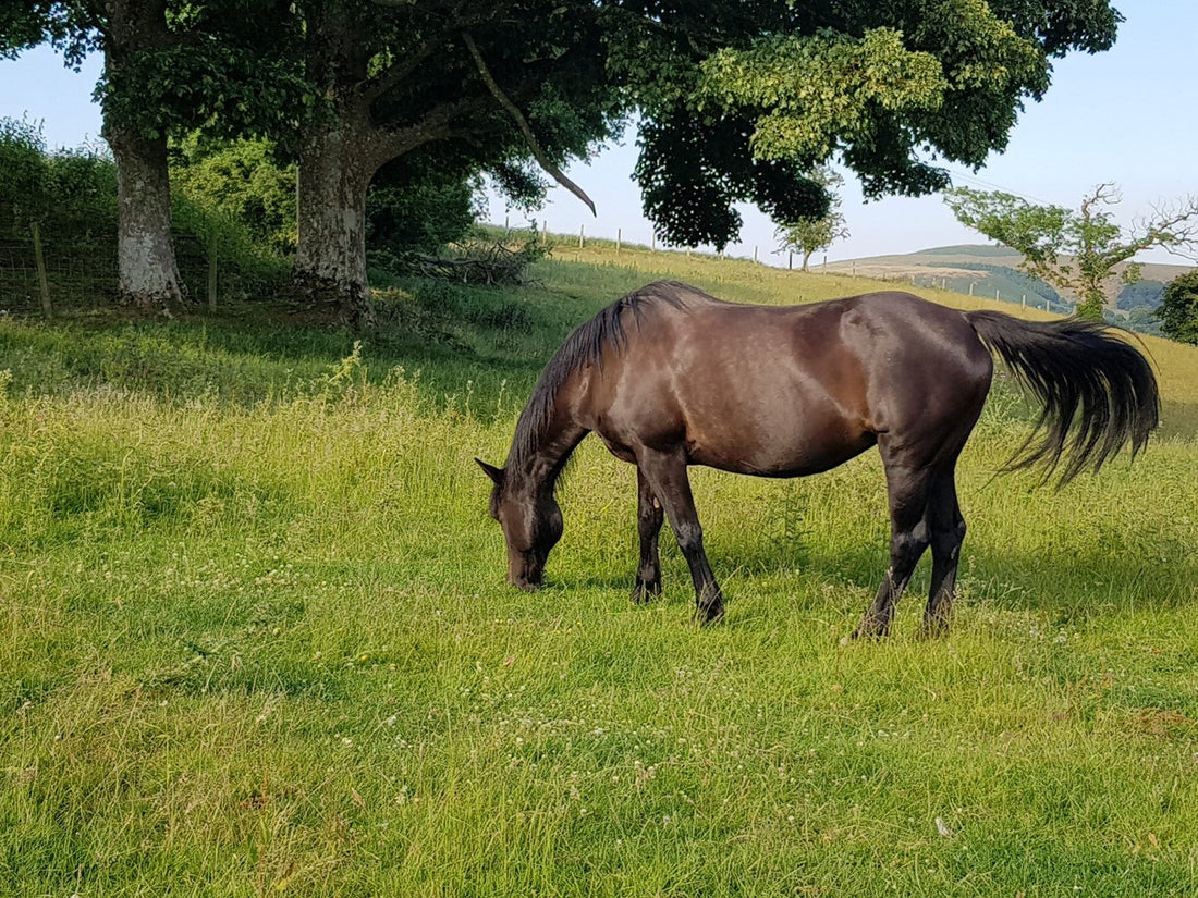 Dietary and other Influences on Laminitis: A Brief Scientific Overview