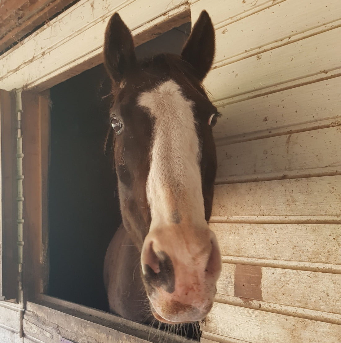 Stress, Gastric Ulcers, and Metabolic Dysfunction in Horses: The Hidden Link Every Owner Should Understand