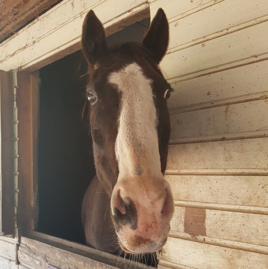 Stress, Gastric Ulcers, and Metabolic Dysfunction in Horses: The Hidden Link Every Owner Should Understand